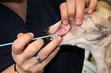 WHIPPET - TEST ADN 030